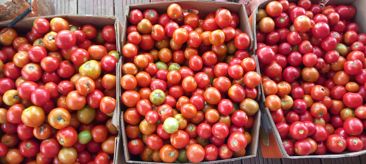 Glan'Tomates 3kg - A récupérer à Pointe à Pitre